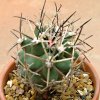 Sclerocactus_glaucus_2